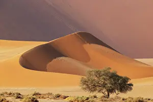 Remote: Sand dune and camelthorn tree (Vachellia erioloba) in the Namib Desert