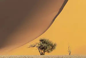 Remote: Sand dune and camelthorn tree (Vachellia erioloba) in the Namib Desert