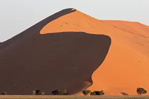 Remote: Sand dune and camelthorn trees (Vachellia erioloba) in the Namib Desert