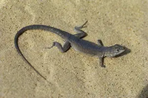 Phrynosomatidae: Sand Dune Lizard