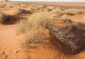 Simpson: Sand Dune - Sand dune in the Simpson Desert, near