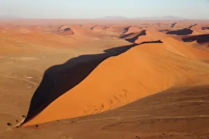 Camelthorn: Sand Dunes