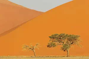 Remote: Sand dunes and camelthorn trees (Vachellia erioloba) in the Namib Desert