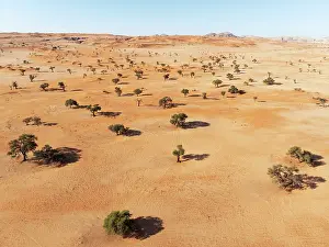 Dune: Sand dunes and camelthorn trees (Vachellia erioloba) in the Tsondab Valley in the Namib Desert
