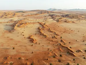 Dune: Sand dunes grown with camelthorn trees (Vachellia erioloba) in the Tsondab Valley in the Namib Desert