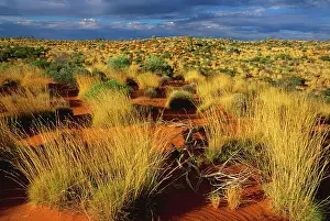 Spinifex: Sand dunes with spinifex and Desert oak on Canning