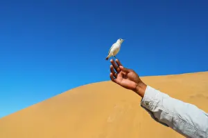 Swakopmund: Sand Dunes, Swakopmund, Namibia, Africa
