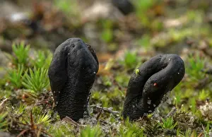 Eukaryotes: Sand Earthtongue, Sabuloglossum arenarium, growi