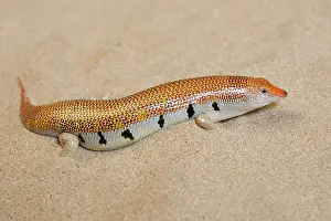 Scincus: Sand Fish / Sand Skink