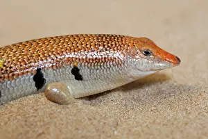 Scincus: Sand Fish / Sand Skink