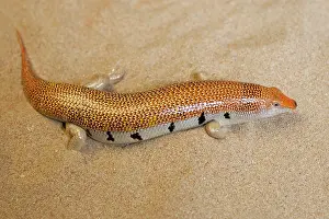 Scincus: Sand Fish / Sand Skink