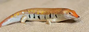 Scincus: Sand Fish / Sand Skink