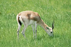 Marica: Sand Gazelle