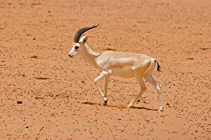 Marica: Sand Gazelle