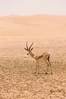 Marica: Sand Gazelle