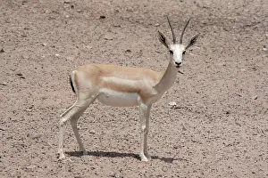 Marica: Sand Gazelle