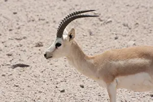 Marica: Sand Gazelle