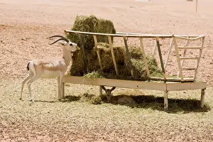 Alfalfa: Sand Gazelle - at alfalfa feeding station - baby