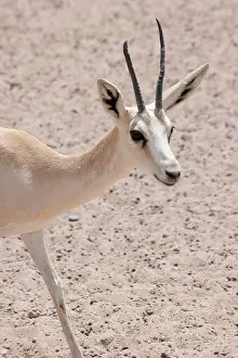Marica: Sand Gazelle - with deformed antler
