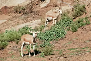 Marica: SAND GAZELLE - Male & Female