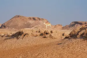 Marica: Sand Gazelle - on rocky outcrop