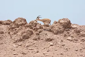 Marica: Sand Gazelle - smelling rock