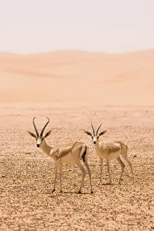 Gazelles: Sand Gazelles