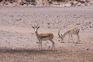 Gazelles: Sand Gazelles