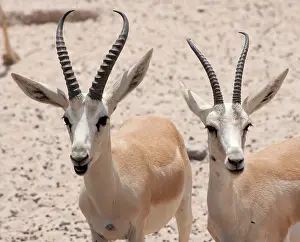 Gazelles: Sand Gazelles