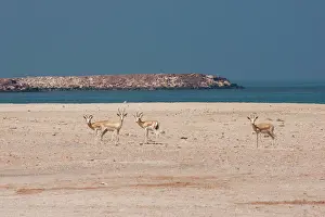 Gazelles: Sand Gazelles - on beach