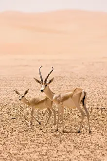 Gazelles: Sand Gazelles - mother & kid