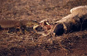 Goanna: Sand Goanna