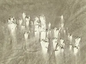 Thomas Dressler: Sand hummocks caused by dwarf shrubs