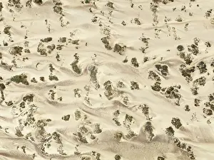 Thomas Dressler: Sand hummocks caused by dwarf shrubs