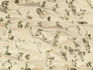 Thomas Dressler: Sand hummocks caused by dwarf shrubs