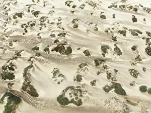 Thomas Dressler: Sand hummocks caused by dwarf shrubs