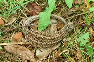 Agilis: Sand Lizard