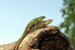 Agilis: Sand Lizard - two