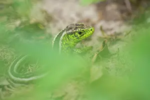 Agilis: Sand Lizard