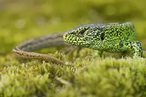 Agilis: Sand Lizard
