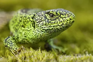 Agilis: Sand Lizard