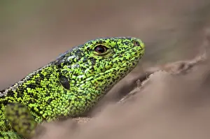 Agilis: Sand Lizard