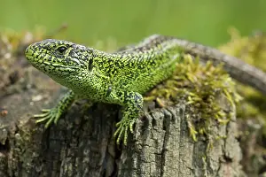 Agilis: Sand Lizard