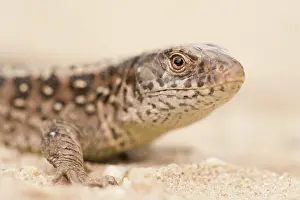 Nationaal: Sand Lizard