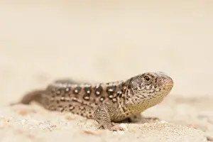 Nationaal: Sand Lizard