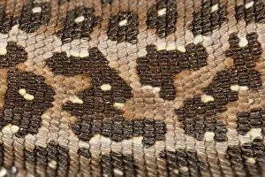Nationaal: Sand Lizard