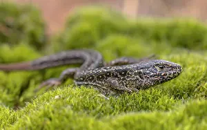Crawl: Sand Lizard