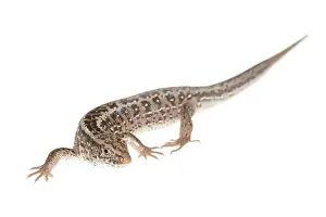 Limburg: Sand Lizard