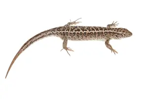 Limburg: Sand Lizard