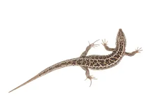 Limburg: Sand Lizard